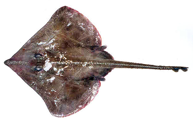 (Dipturus Rafinesque, 1810) Род Диптурусы, Диптуры, Genus Dipturus